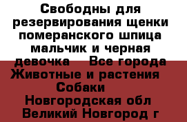 Свободны для резервирования щенки померанского шпица мальчик и черная девочка  - Все города Животные и растения » Собаки   . Новгородская обл.,Великий Новгород г.